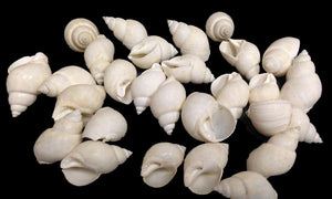 Babylonia Zeylandica Shell (White)