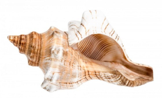 Fox Conch Shell - Fasciolaria Trapezium Linne – HermitCrabShells.ca