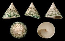 Load image into Gallery viewer, Tectus Pyramis (Troca)
