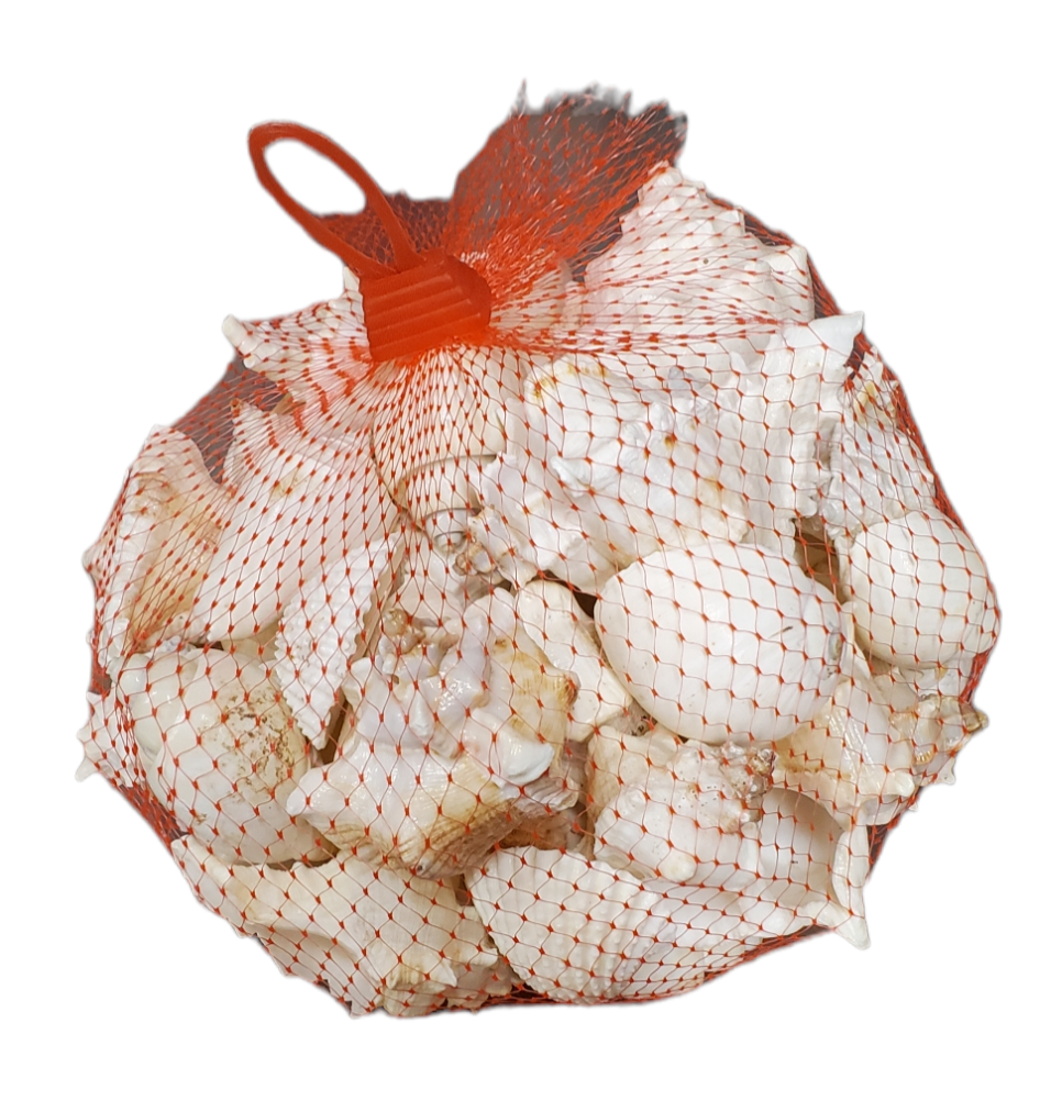 White Indian Mixed Shells: 1-3" inches (1KG bag)