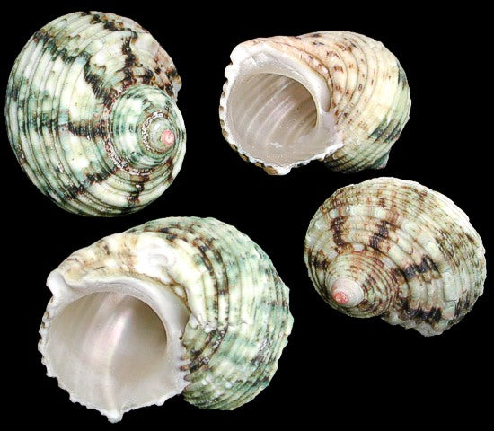 1 KG - Silver Mouth Turbo - Turbo Argyrostomus - 2 inches