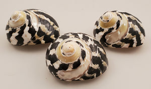 Magpie Turbo Shell - Cittarium pica Polished/Banded