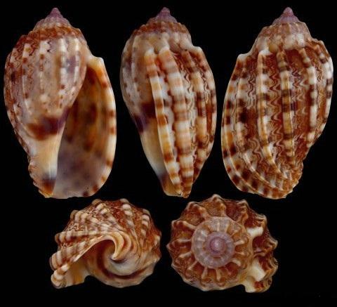 Harpa Articularis / Amouretta Shell Harpa Amouretta