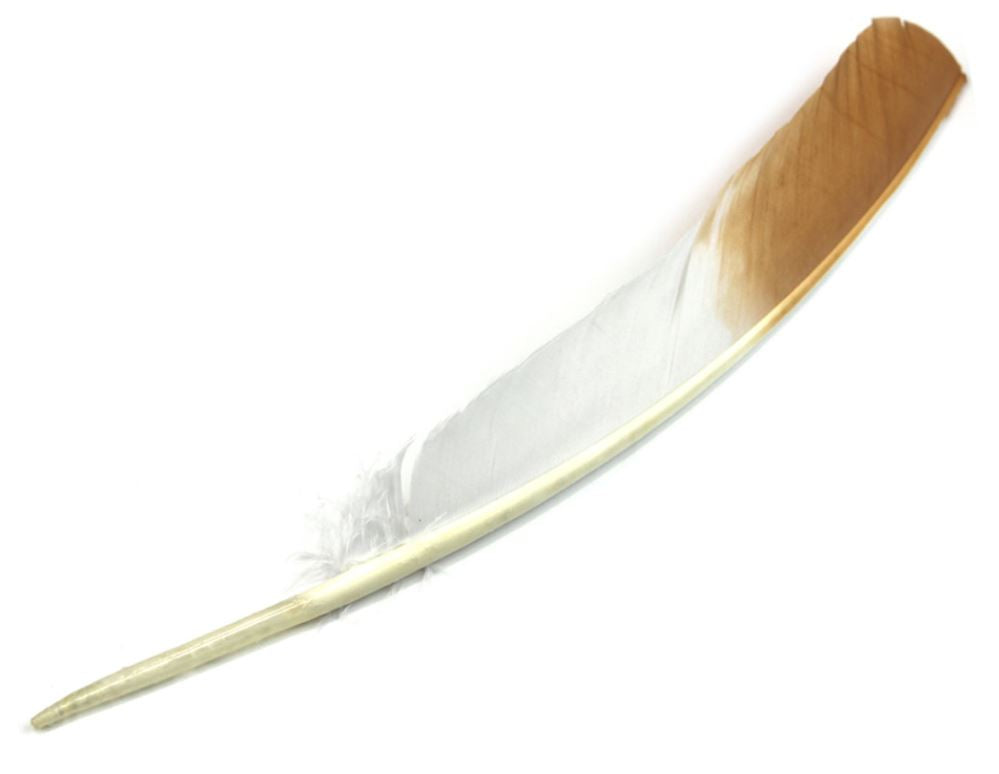 WILD TURKEY Quill FEATHERS White with Champagne Tip 11.75 inch + 30cm