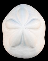 Medium Sea Biscuits - 2.5 - 3 inches