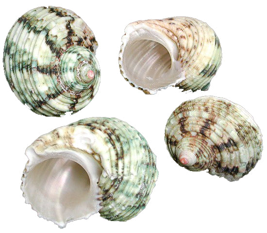 Turbo Setosus Shell