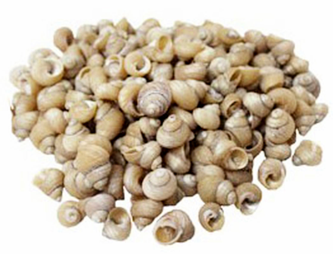 1 KG - Mini Pearlized Troca Shells - Monodonta Turbo - Thailand