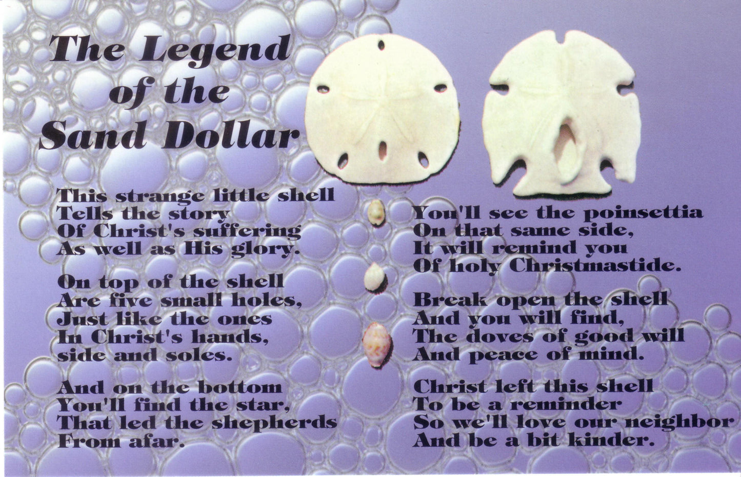 Florida Sand Dollar (1.5 - 2 inches) With Postcard