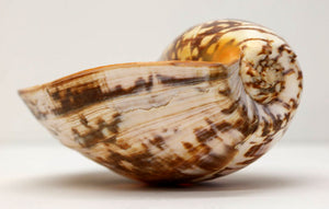 Voluta Amphora Shells - 14 inches - Colors may vary