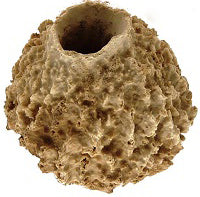 Giant Ridge Sponge - Xestospongia Testudomaria