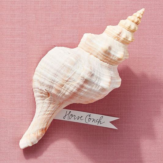 White Mexican Horse Conch