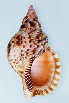 Triton's Trumpet Shells - 10 - 12 inches