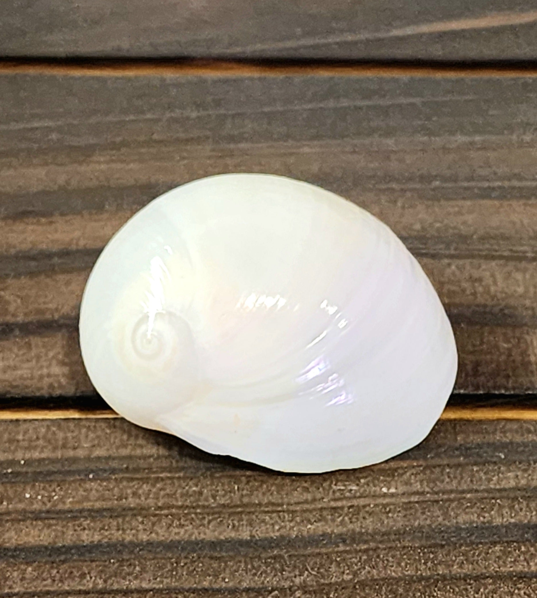 Mooano Shell White Moon Shell – HermitCrabShells.ca