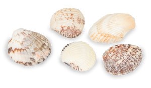 1 KG - Venus Clams - 1.5 to 2.5 inch - Philippines