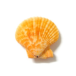 Coloured Pecten Nobilus Pairs - 2 - 3 inches