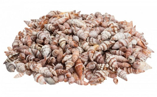 1 KG - Mitra Rugosa - Vexillum Rugosum Mitra - 1 inch