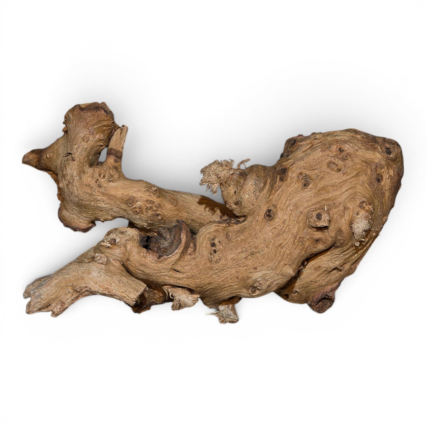 Mopani Driftwood Nano 4-8" | Aquarium & Terrarium Wood