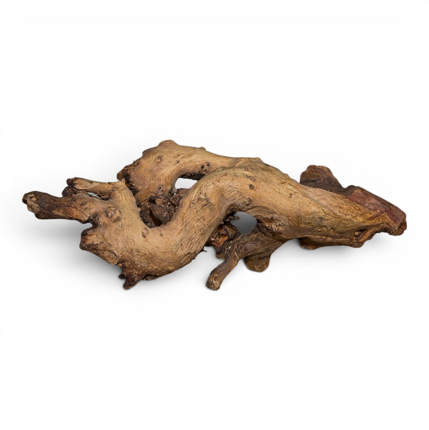 Mopani Driftwood Nano 4-8" | Aquarium & Terrarium Wood