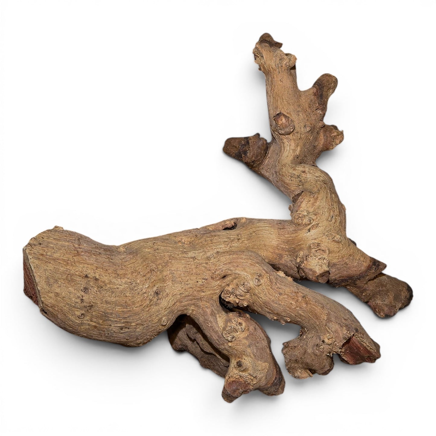 Mopani Driftwood Nano 4-8" | Aquarium & Terrarium Wood