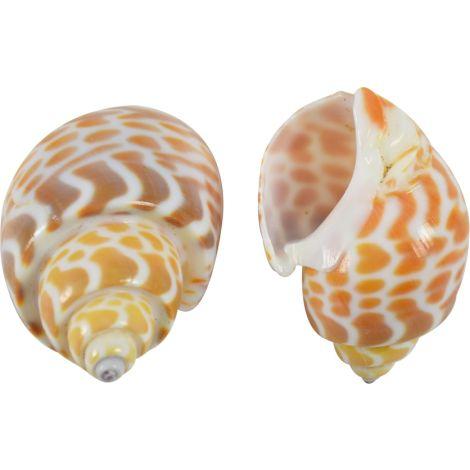 Babylonia Spirata