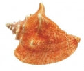 Pink Conch - Strombus Gigas - 9 - 10 inches