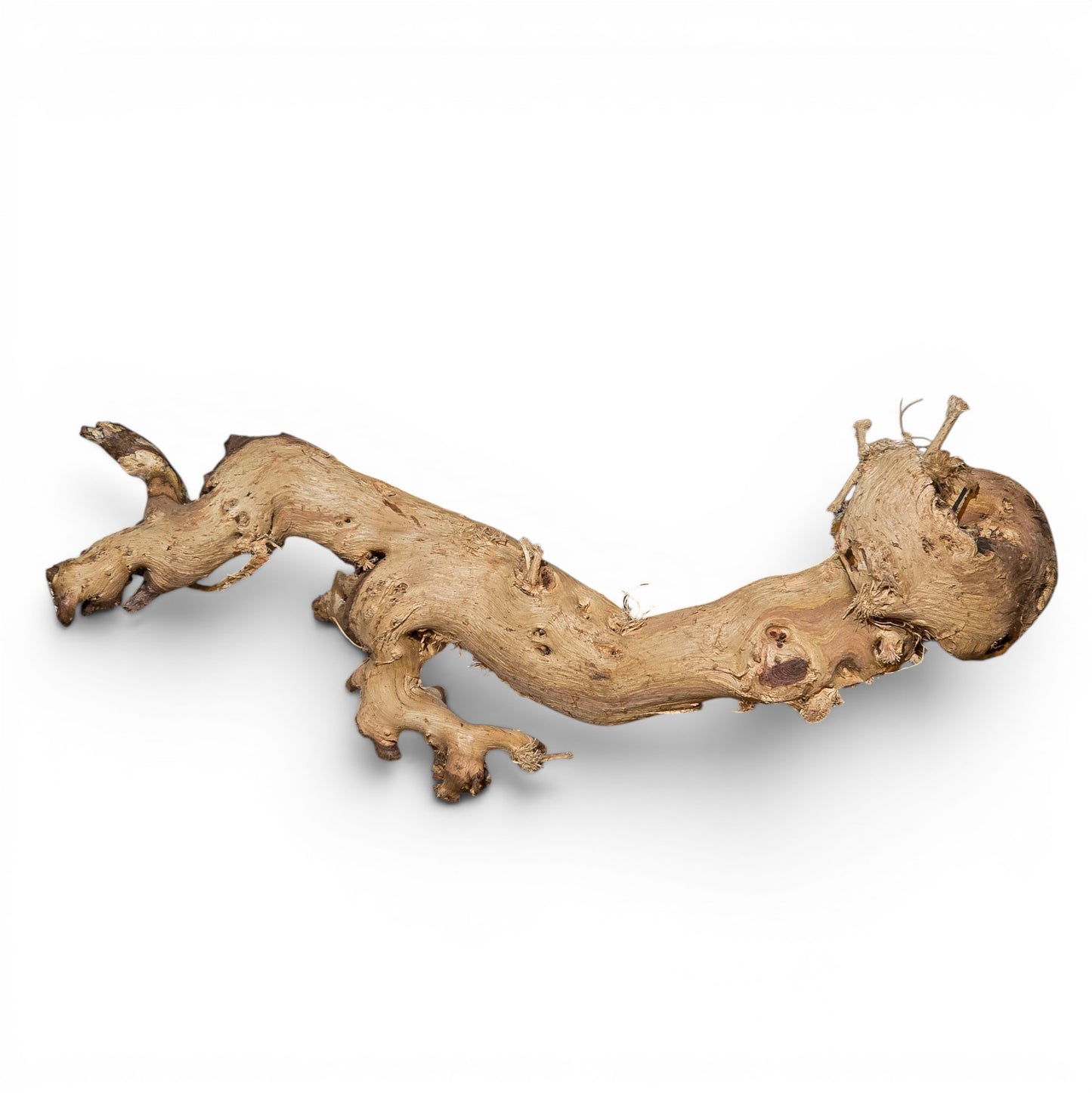 Mopani Driftwood Small 8-14" | Aquarium & Terrarium Wood