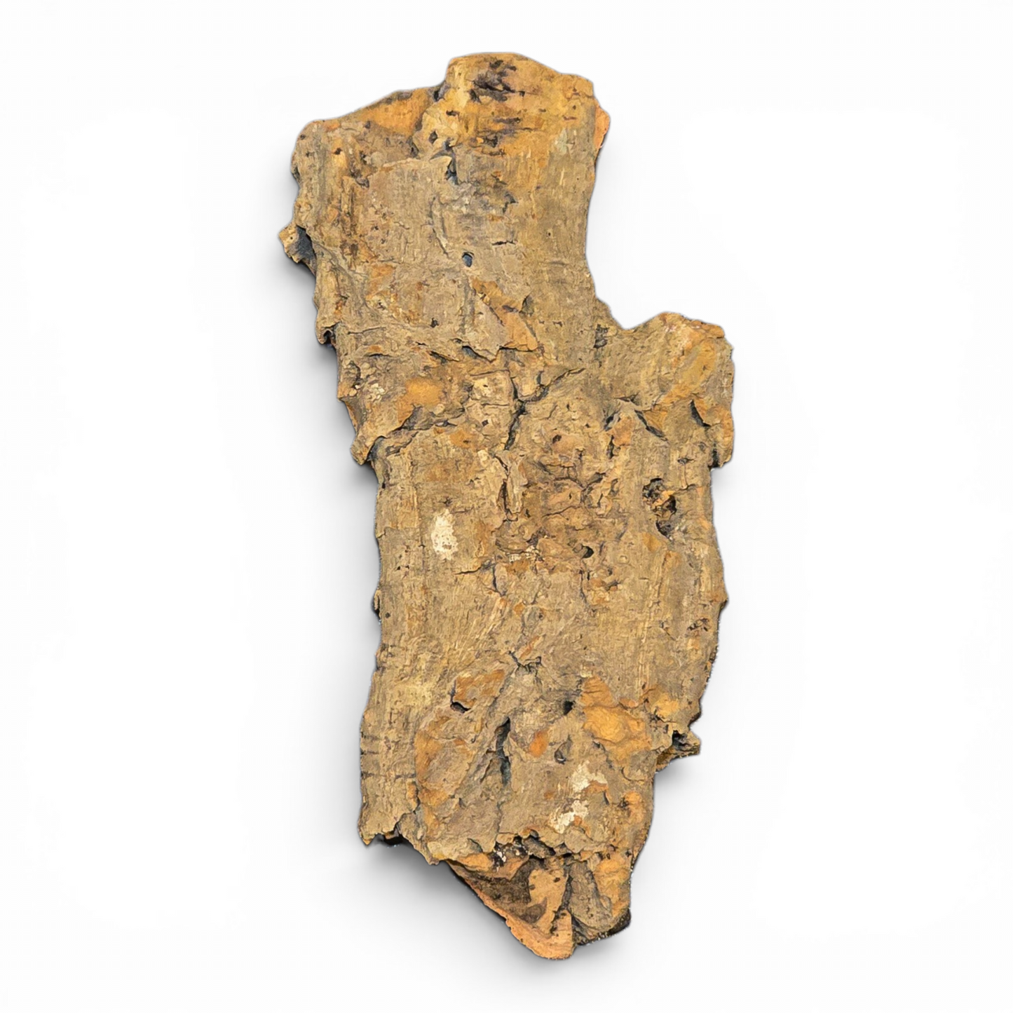 Natural Cork Bark Tube Hide for Reptiles & Terrariums | Medium 8–16"