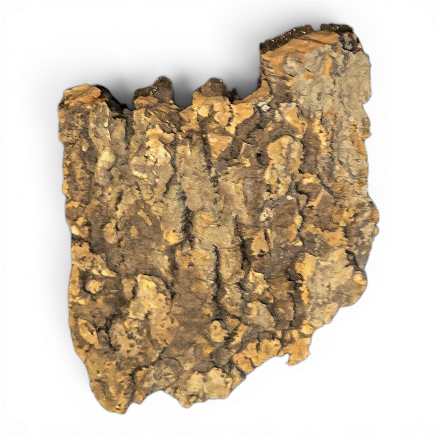 Cork Bark Flats – Micro (4-6") | Natural Cork Bark for Terrariums