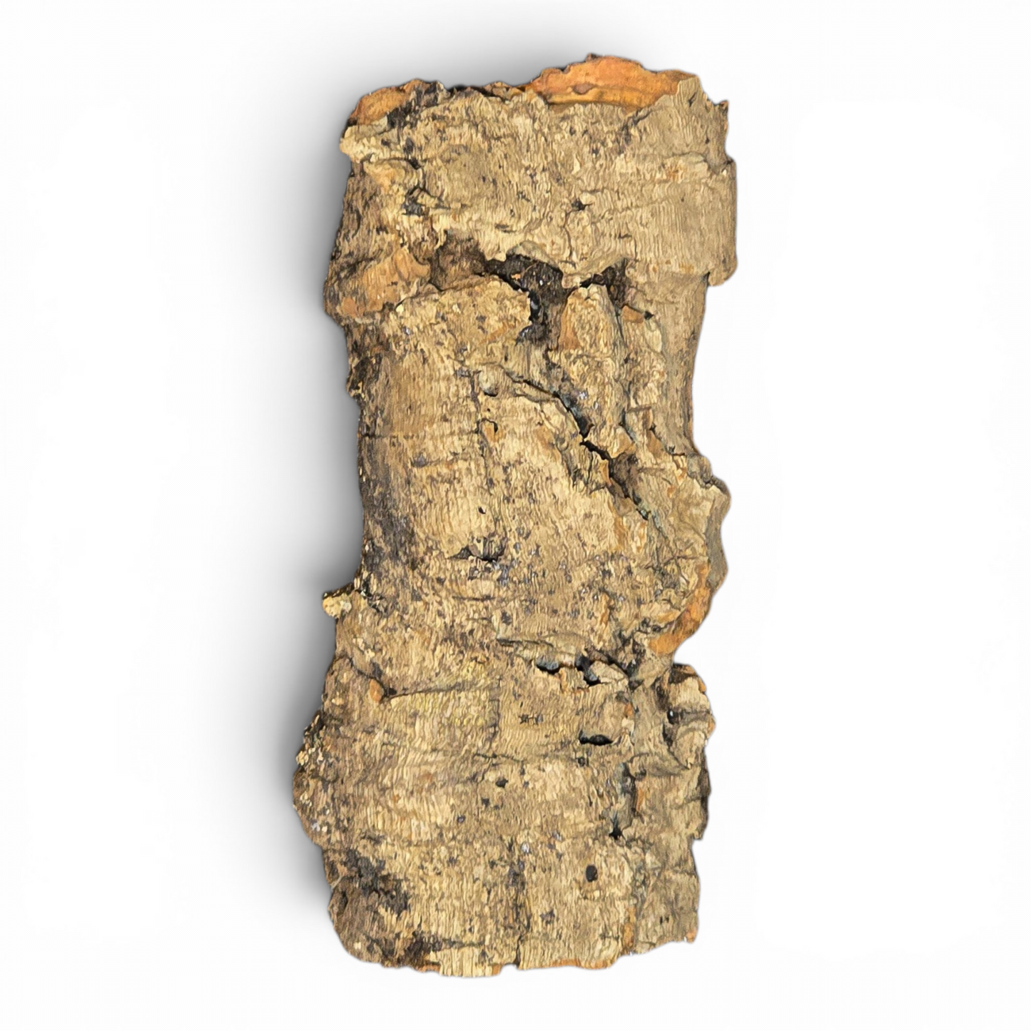 Cork Bark Flats – Small (6–10") | Natural Cork Bark for Reptiles & Terrariums