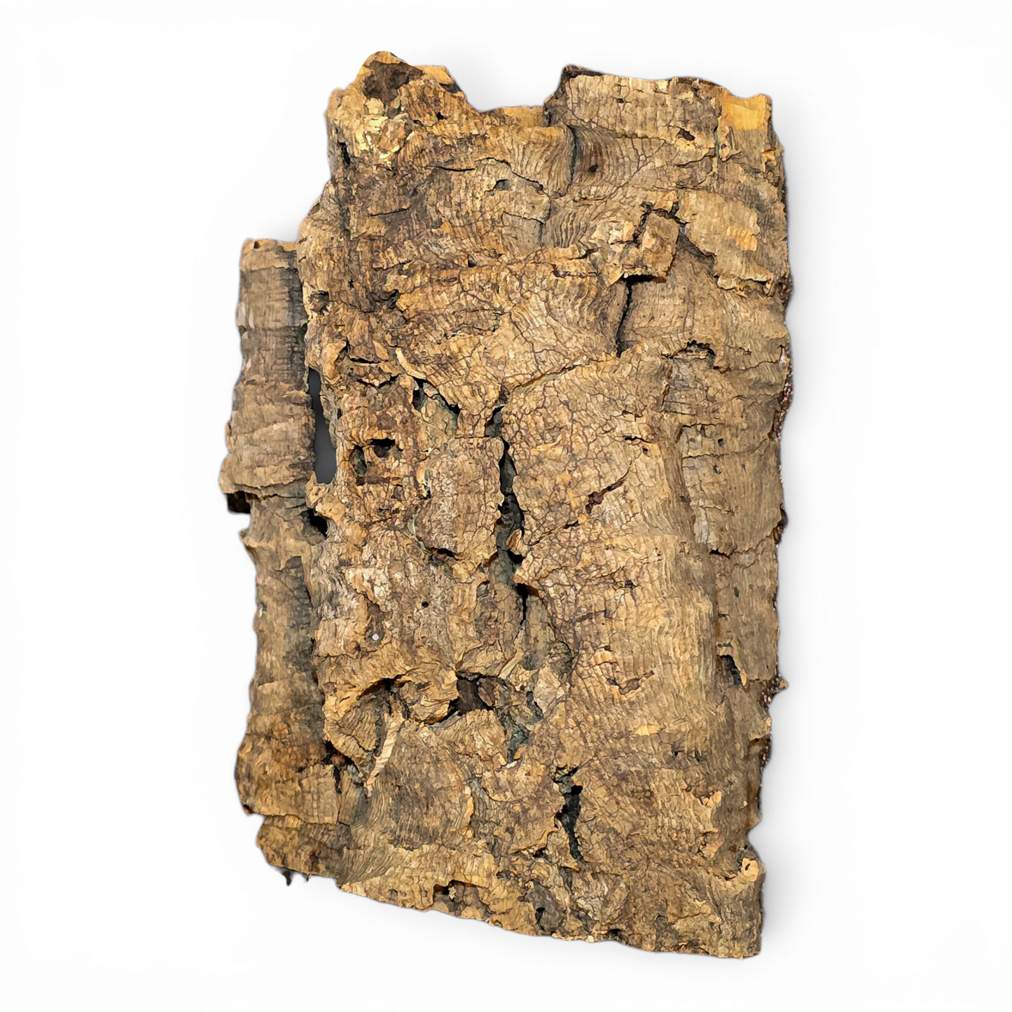 Cork Bark Flats – Small (6–10") | Natural Cork Bark for Reptiles & Terrariums