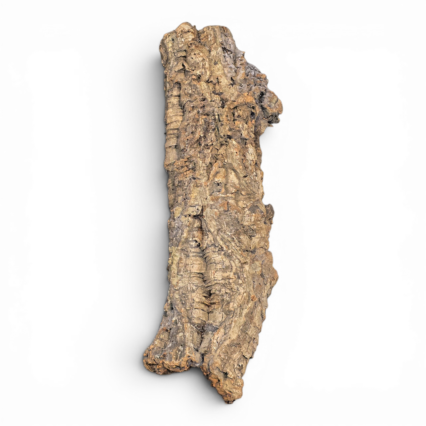 Cork Bark Flats – Medium (10–16") | Natural Cork Bark for Reptiles & Terrariums