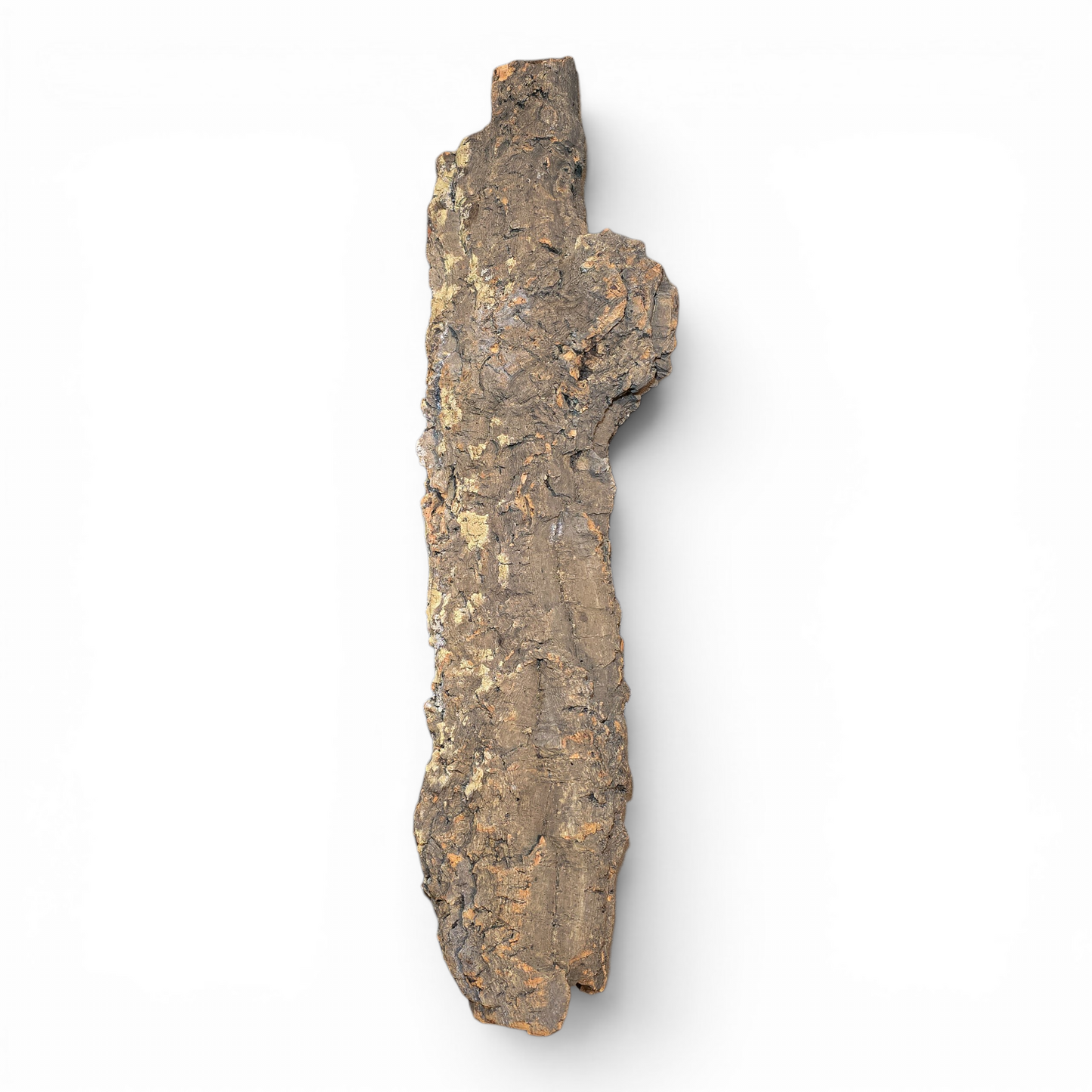 Cork Bark Flats – Large (16–24") | Natural Cork Bark for Reptiles & Terrariums