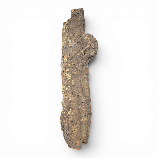 Cork Bark Flats – Large (16–24") | Natural Cork Bark for Reptiles & Terrariums