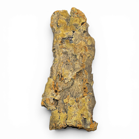 Cork Bark Flats – Small (6–10") | Natural Cork Bark for Reptiles & Terrariums