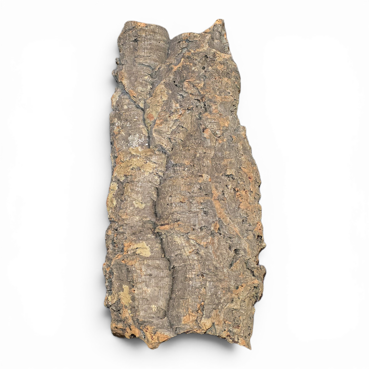 Cork Bark Flats – Medium (10–16") | Natural Cork Bark for Reptiles & Terrariums