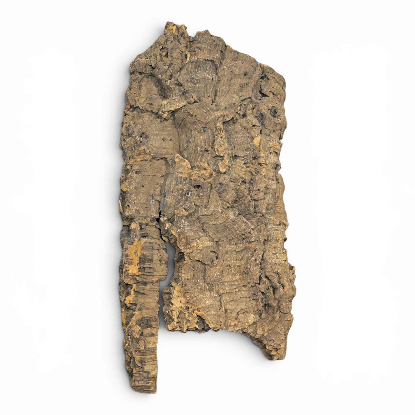 Cork Bark Flats – Medium (10–16") | Natural Cork Bark for Reptiles & Terrariums