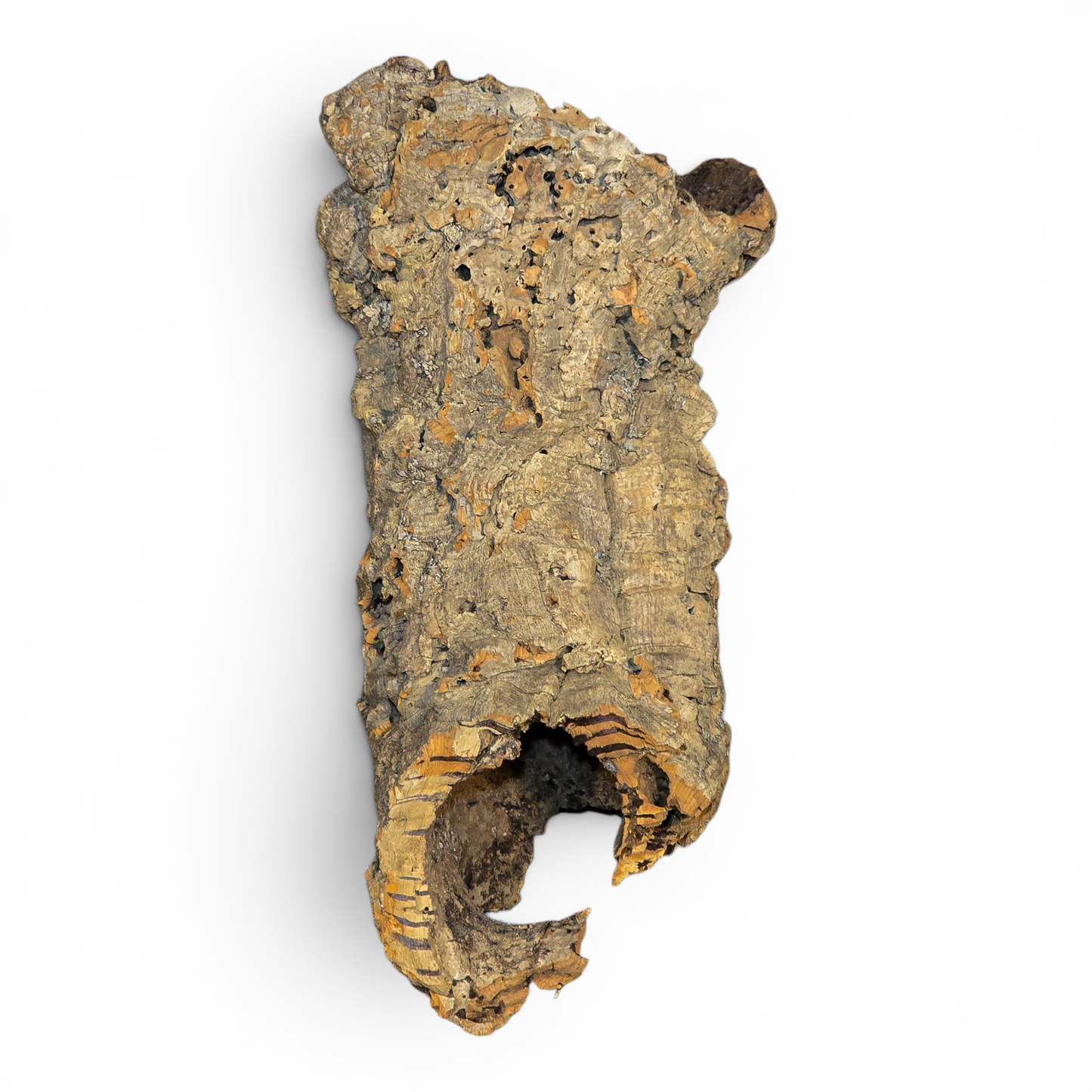 Natural Cork Bark Tube Hide for Reptiles & Terrariums | Medium 8–16"