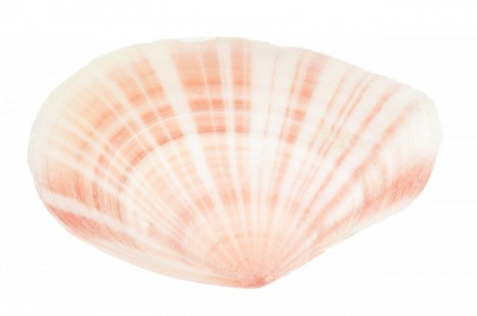1 LB - Pink Tellin - 1 inch