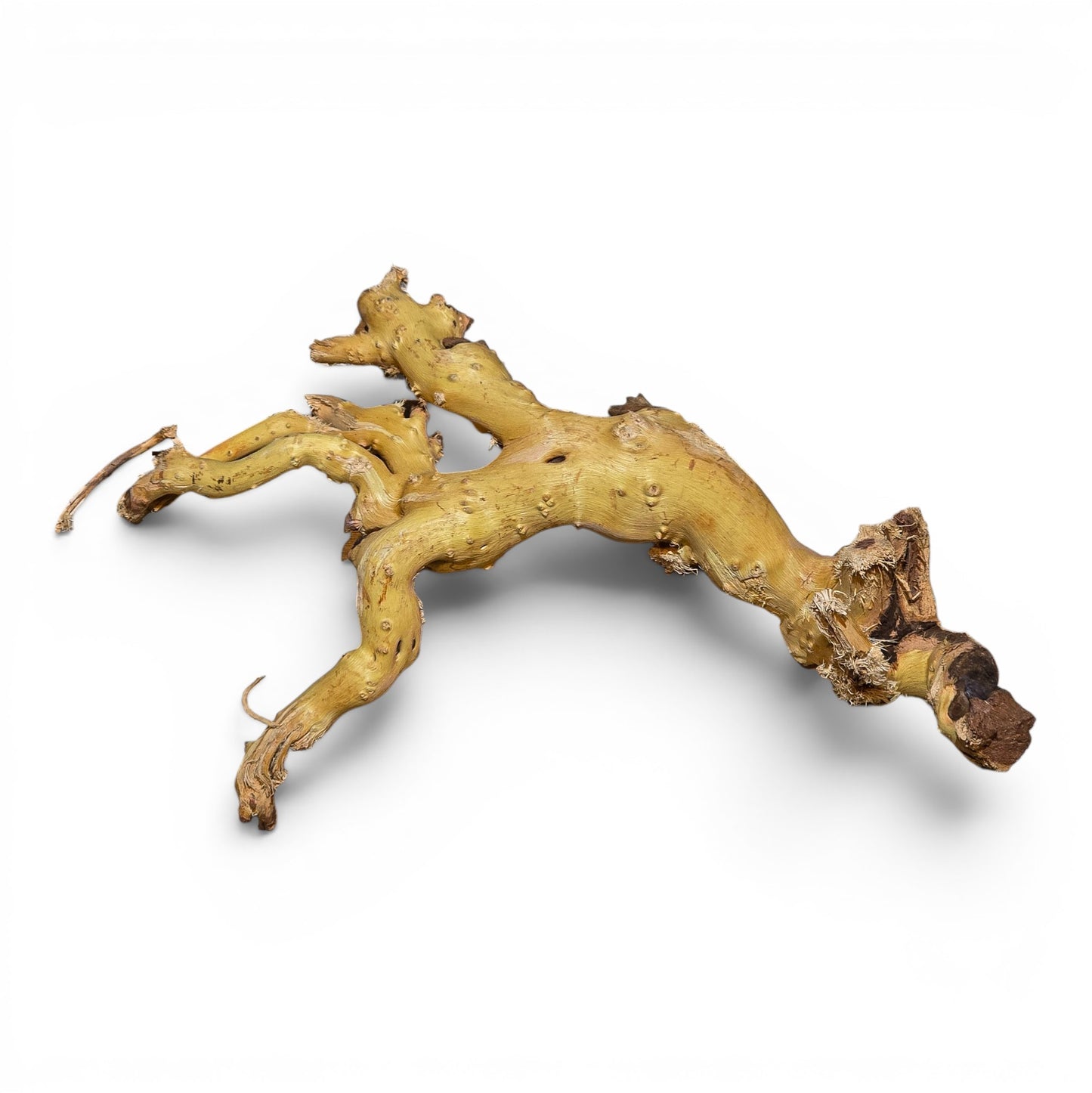 Mopani Driftwood Medium 14–20" | Aquarium & Terrarium Wood