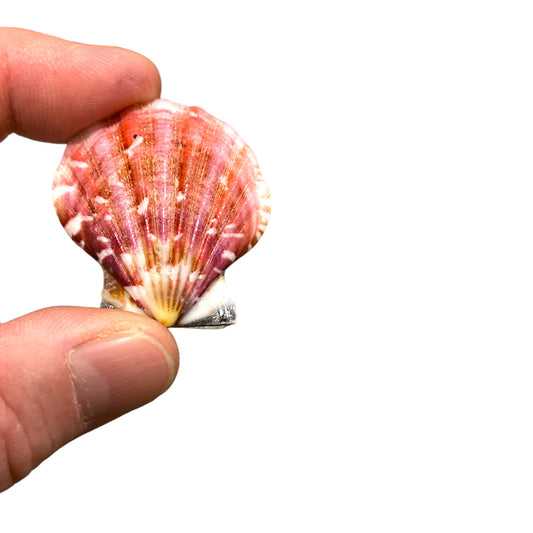 Pecten Pallium Pairs - 1 - 2 inches