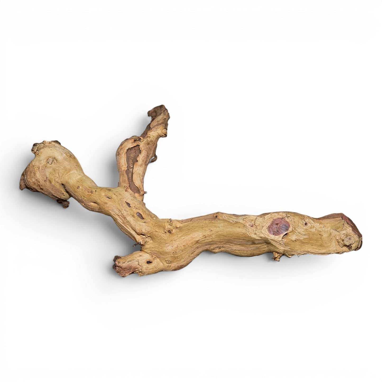 Mopani Driftwood Medium 14–20" | Aquarium & Terrarium Wood