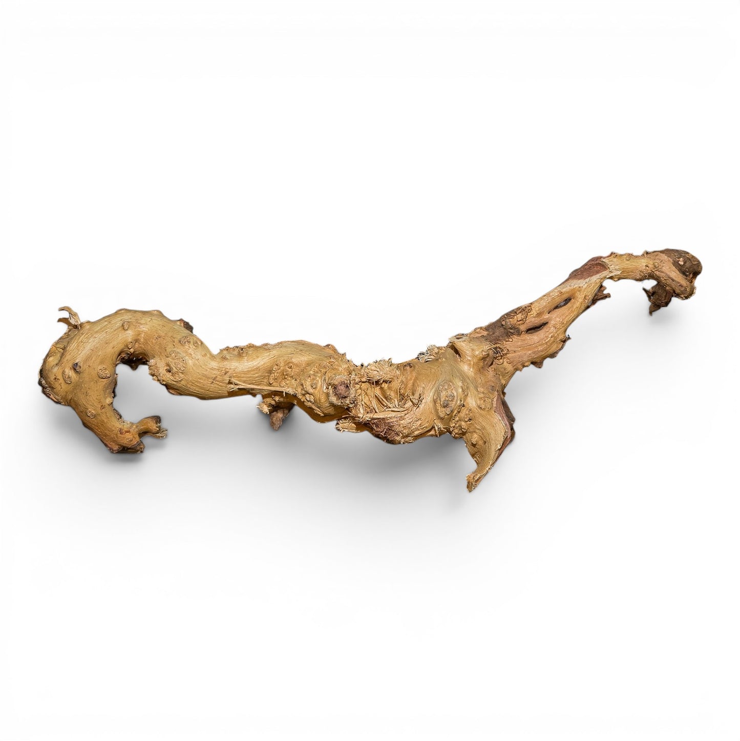 Mopani Driftwood Medium 14–20" | Aquarium & Terrarium Wood