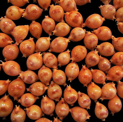 Cypraea Bistrinotata - Cowry - 0.25 - 0.5 inches