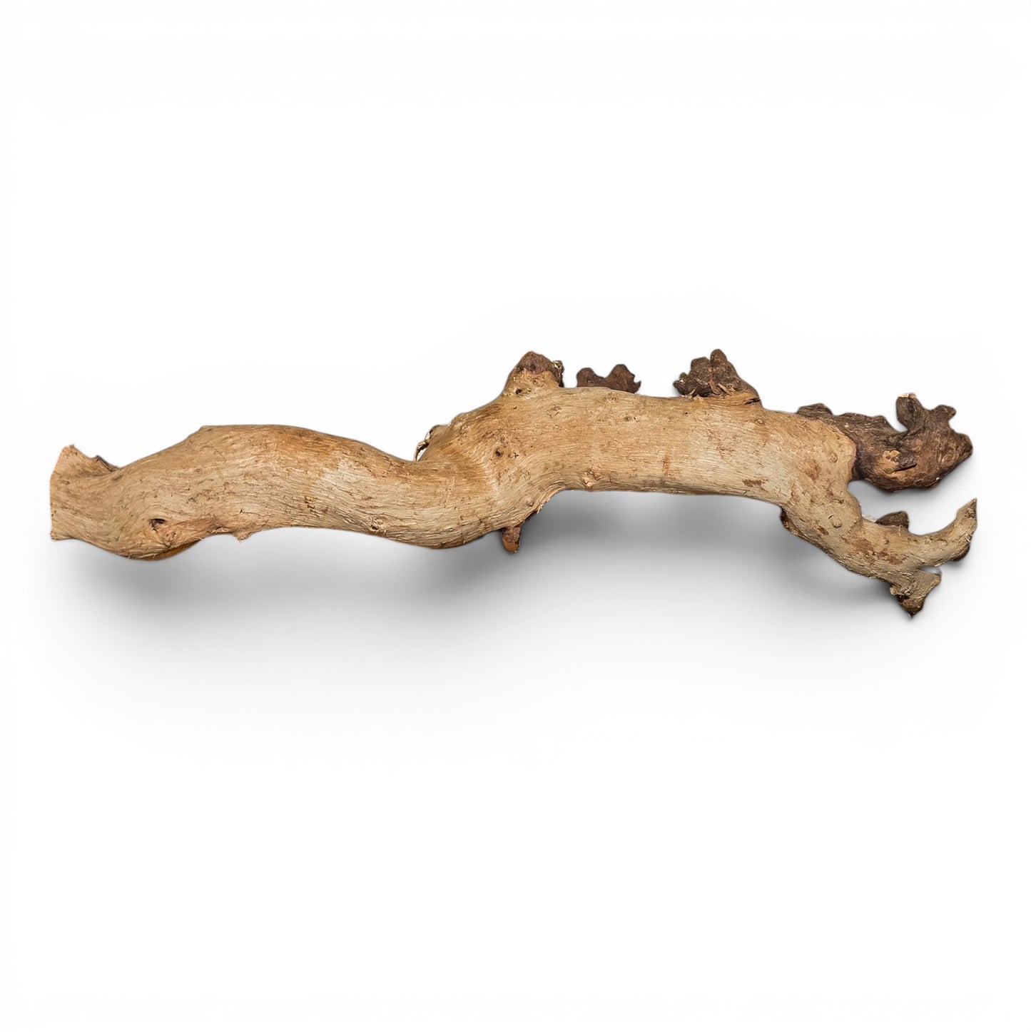 Mopani Driftwood Medium 14–20" | Aquarium & Terrarium Wood