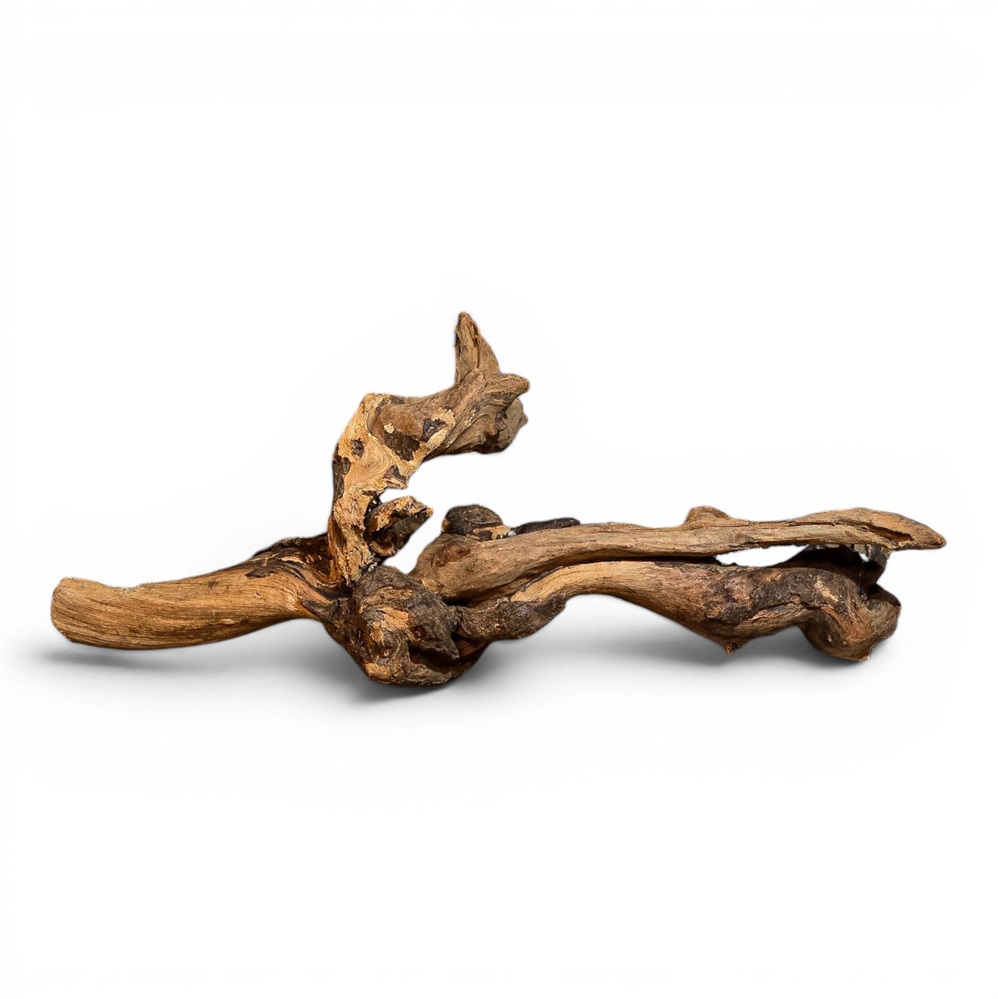 Mangrove Driftwood Small 8–14" | Aquarium & Terrarium Wood