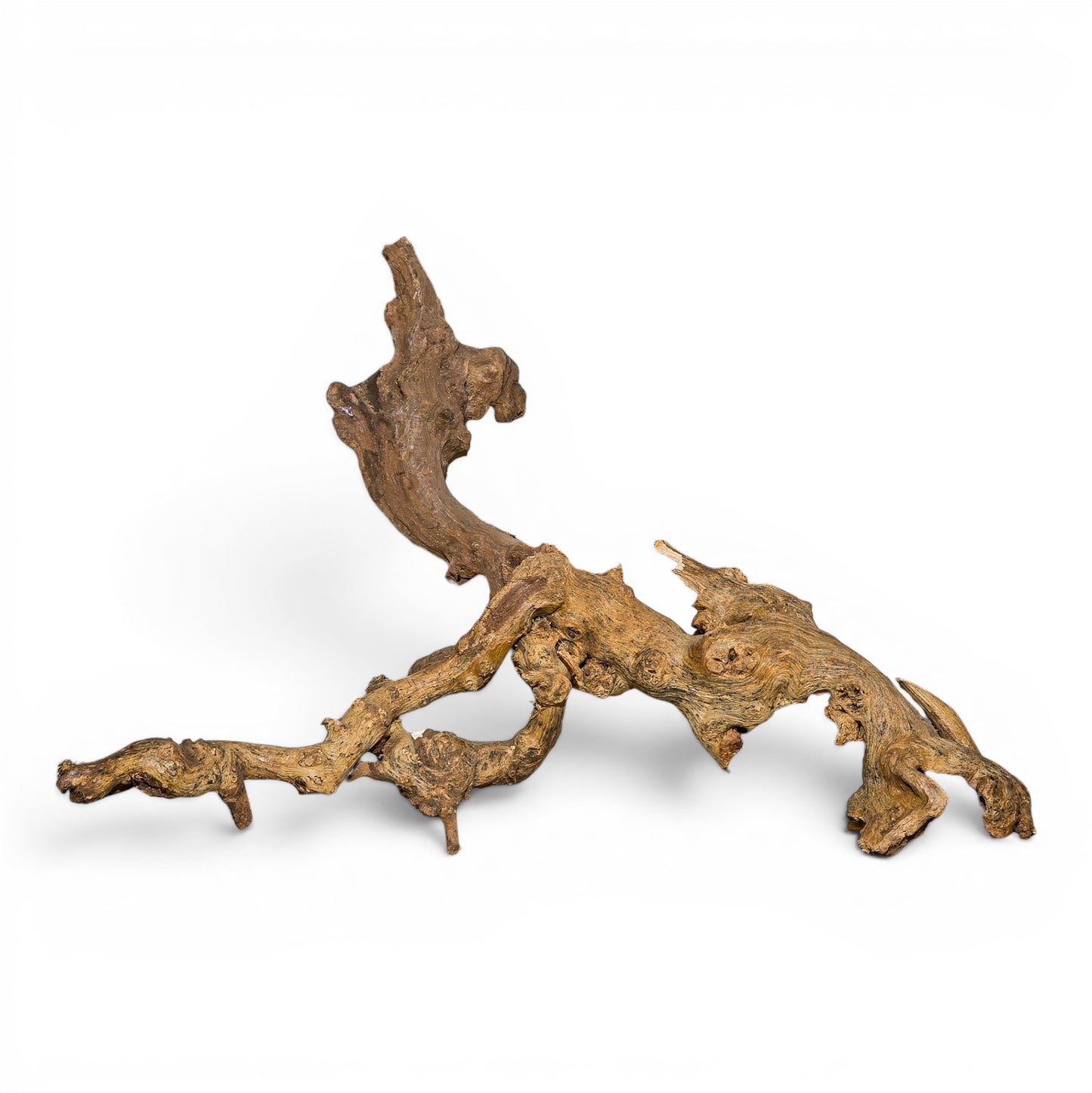 Mopani Driftwood Medium 14–20" | Aquarium & Terrarium Wood