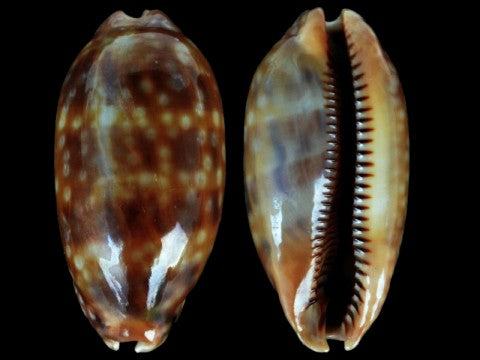 Measled Cowry - Zebra Cypraea - Macrocypraea Zebra