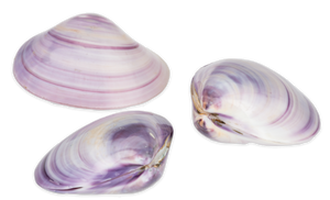 Polished Purple Clam Pairs - 3 + inch - Gelonia Proxima - Thailand - NEW921