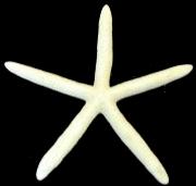 White (Bluey) Starfish - Linckia Laevigata - 10 - 12 inches