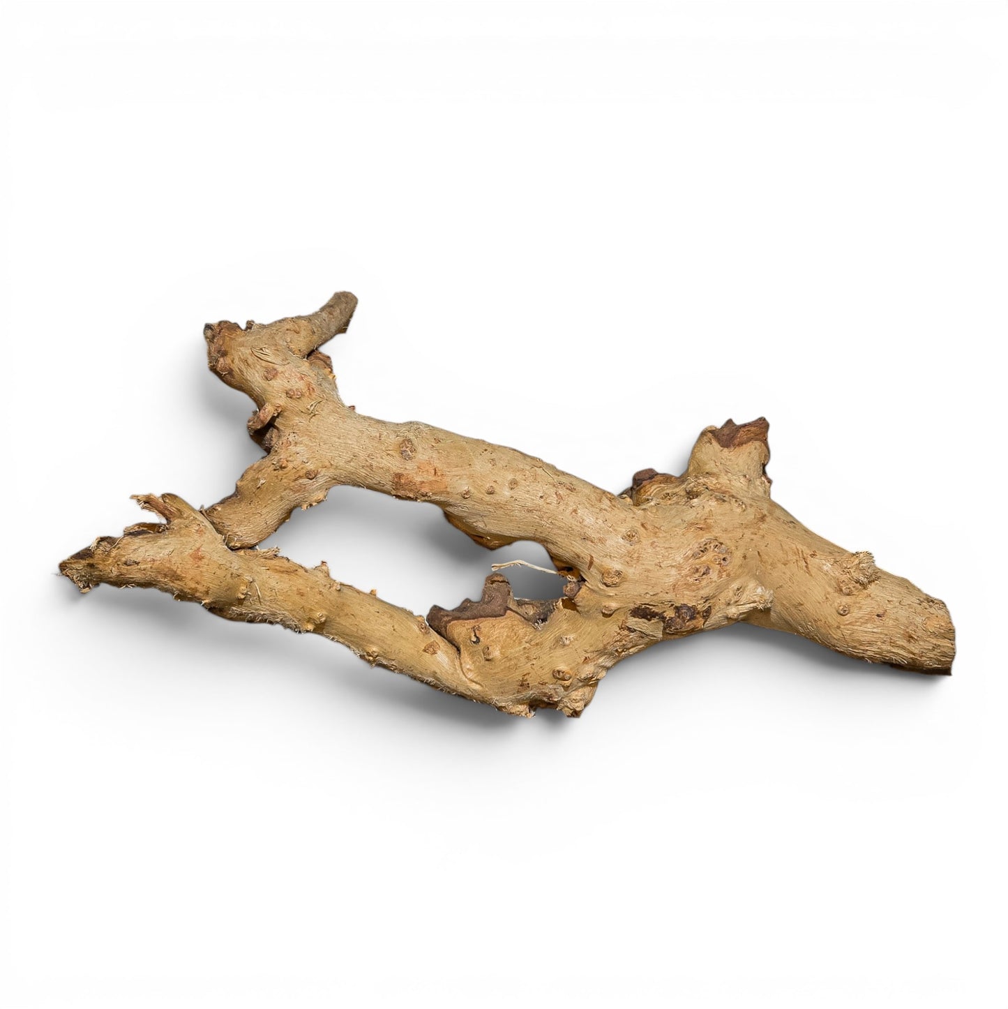 Mopani Driftwood Small 8-14" | Aquarium & Terrarium Wood
